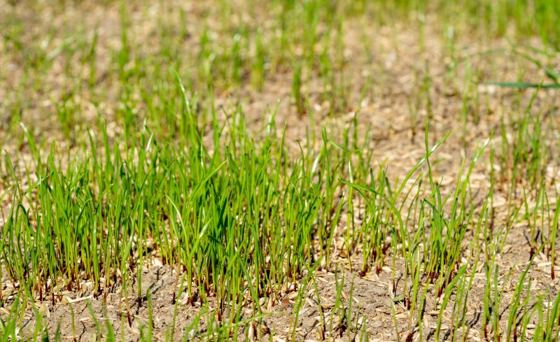 Commercial Lawn Care detail