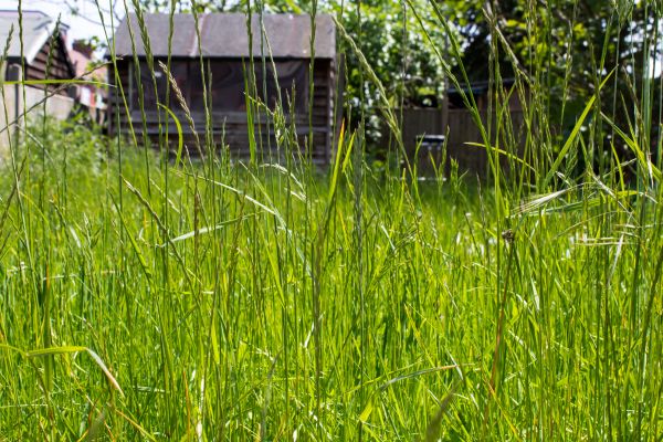 Overgrown Lawn Trimming in Hilliard