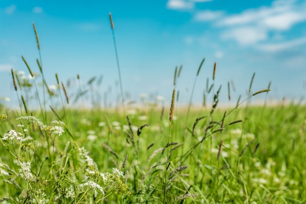 High Grass Trimming in Hilliard